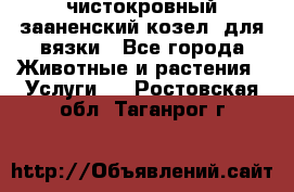 чистокровный зааненский козел  для вязки - Все города Животные и растения » Услуги   . Ростовская обл.,Таганрог г.